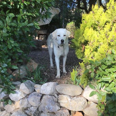 Crazy Foxy Retreats Bed & Breakfast Fox-Amphoux Bagian luar foto